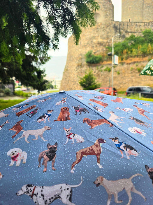 Fulton Womens Umbrella Range - Curio 2 UV